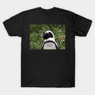 South African Penguin at Boulders Beach. T-Shirt